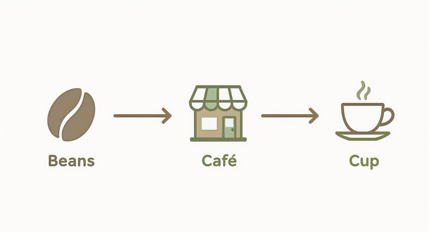 Diagram showing the coffee process from beans to a cafe, then to a steaming cup.